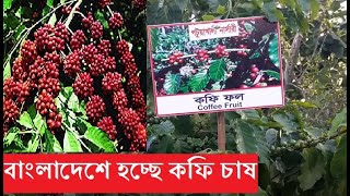 বিদেশ থেকে আমদানি নয়, দেশেই লাভজনক কফি চাষ। কফি চাষ পদ্ধতি।কৃষি জীবন। coffee fruit| coffee shop|