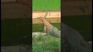 Guishaap (INDIAN MONITOR LIZARD) #halloween #animals #ghost #creepy #scary