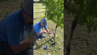 How To Keep The Bugs Off Your Peach Trees