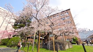 【4K】石割桜　〜Rock-Breaking Cherry Tree〜