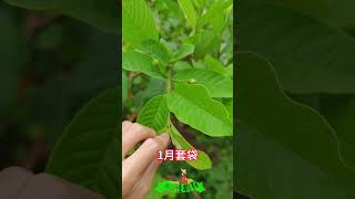 珍珠番石榴修剪，45天後開花結果，靠修剪調控其花期，你知道嗎？Pearl guava pruning, 45 days after flowering and fruiting, by pruning