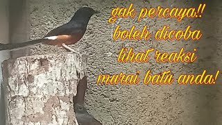 pancingan, suatu kode murai batu jantan memanggil betina agar segera  angkut sarang atau kawin.