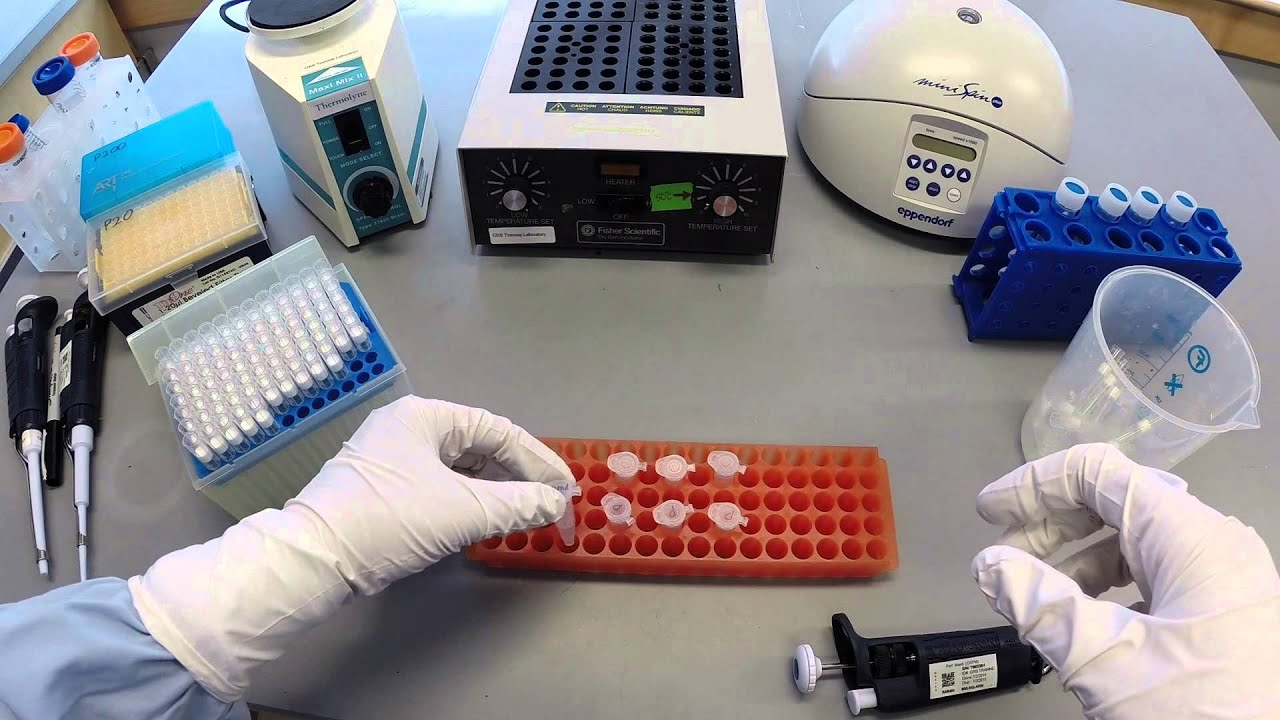 DNA Extraction Protocol - Part 1 - YouTube