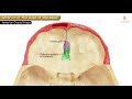 anatomy of anterior cranial fossa