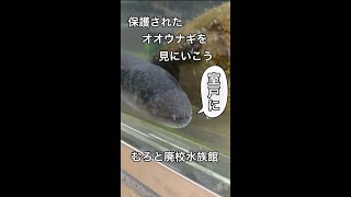 室戸で保護されたオオウナギを見に行こう！室戸廃校水族館　#Shorts