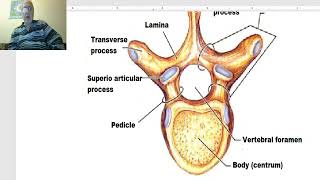 Anatomy of the vertebral column in Arabic 2023, 1 (General features of vertebral column)