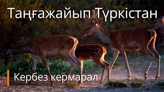 Таңғажайып Түркістан. Кербез кермарал