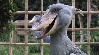 shoebill、ハシビロコウのおえっ、ミリーさん