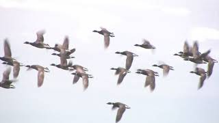 Atlantic Brant Fall Migration