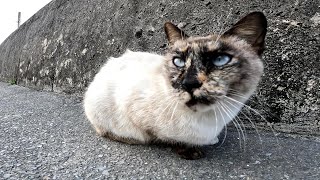 沖縄のきれいな海と野良猫【猫島】【奥武島】