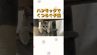 ハンモックでくつろぐ子猫 #shorts #minuetcat #minuet #cat #kitten #子猫 #ねこ #ネコ #猫 #ミヌエット #推し猫