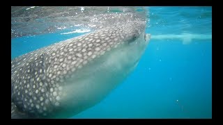 菲律賓宿霧遊學#6 Oslob鯨鯊共游\u0026Tumalog Falls Swimming with whale shark in Oslob