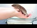 giving a gecko a bath removing stuck shedded skin