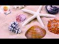 exploring the wilderness world starfish wild animals in 4k ultra hd relaxing animals sound