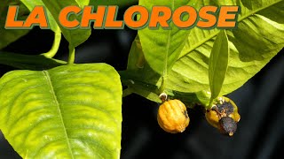 TRAITER LA CHLOROSE SUR LES CITRONNIERS - Que Faire Dans Mon Jardin ?