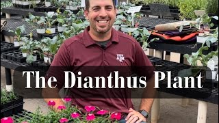 The Dianthus Plant