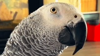 Family adopts a parrot. Now he won't stop talking.