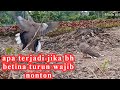 pikat tekukur apa terjadi kalau bh betina turun wajib nonton