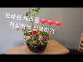 화초❤친절한정자씨❤오래키운 제라늄 삽목❤화초키우기❤화초기르기