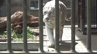 2021.4.24 宇都宮動物園☆ホワイトタイガーのアース_02