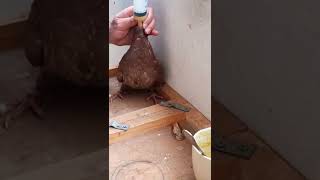 اطعام زغاليل الحمام بشكل يدوي | hand feeding baby pigeon