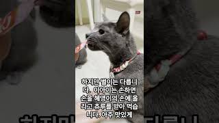 저희집의 천재 고양이 달이를 소개합니다#천재고양이#러시안불루#고양이#반려묘#고양이재주