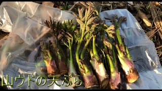 【山ウドの天ぷら】今年も美味しい山ウドが採れました♪