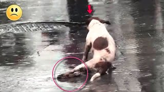 A stray dog drags his crippled legs in the rain, trying to find help..