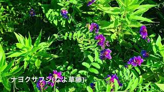 秋近し！野の花とトンボ！