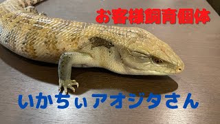 【お客様の飼育個体紹介】＃8　やっぱりペットに向いてるアオジタトカゲが素敵すぎる‼