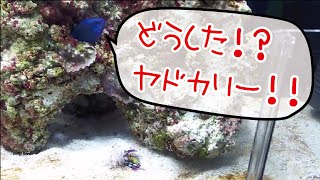 【海水水槽】ヤドカリが脱皮してました【ユビワサンゴヤドカリ】