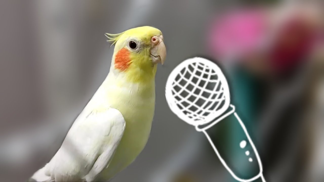 Singing Cockatielрџћ Youtube