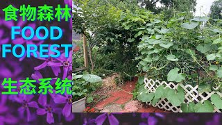 食物森林/怎样建立一个丰富多彩的食物森林生态系统（food forest system）