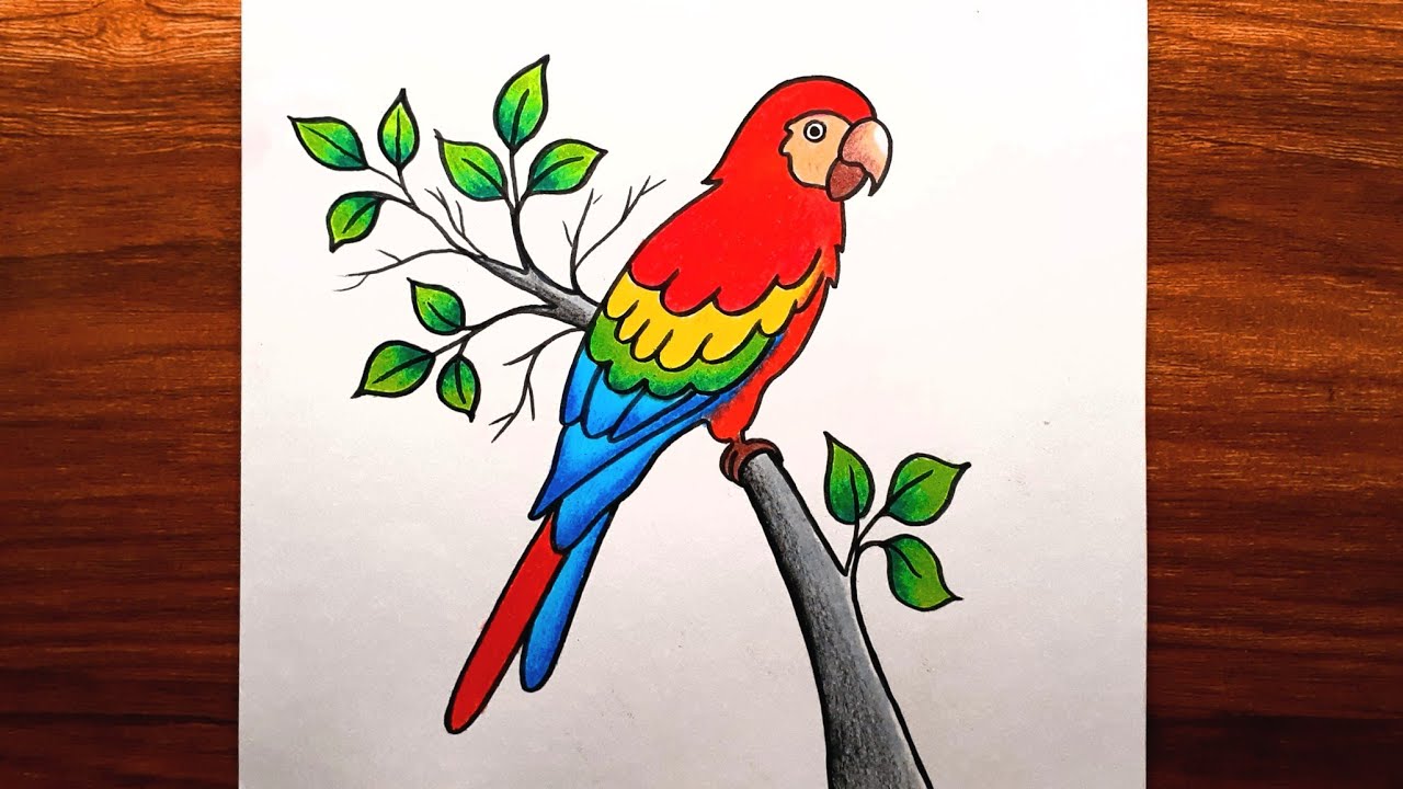 Parrot Birds Images Drawing Easy Images Infoupdate Org