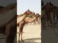 other camels in market animals animalworld