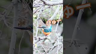 しゃっくりしながらウ〇チしちゃう可愛いカワセミ♪｜A cute kingfisher that makes you hiccup #shorts