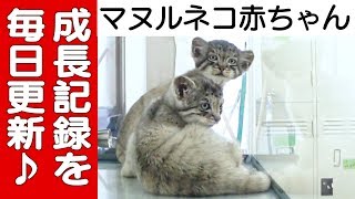 【日々、コマヌル成長日誌。-2019.06.26-】７月１３日公開中！＠那須どうぶつ王国