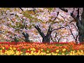 Beautiful Relaxing Music, Peaceful Calm Soothing Instrumental Music, 