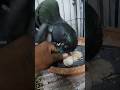 #shortsvideo #status #kobutor #pigeon #india #shorts #pigeon