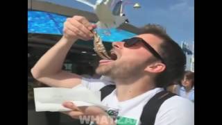 seagull steals food