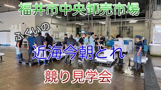 福井市中央卸売市場の見学会  「近海今朝とれ市」競り見学