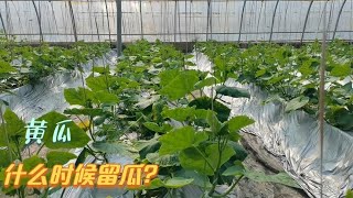 黄瓜开始坐瓜了，十片叶留瓜？越早留瓜越好