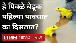 Maharashtra Monsoon Blue Frogs : Buldhana मध्ये पावसाळ्यात अचानक पिवळे बेडूक कुठून येतात? | Wildlife