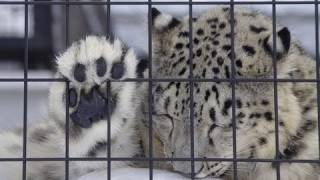 前足を噛むユキヒョウ リアン~Snow Leopard