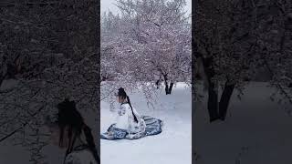 #雪景配汉服太绝了化雪后的梅花更加漂亮了，等天晴了再去打卡#春节来这里赏梅花吧#武汉#下雪天镜头是有感情的#带你去赏花