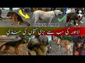 Dogs Ki Mandi, Lahore 3 Nov | Tollinton Market Lahore | Exploring with YASIR | Special Dogs Market