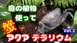 庭に生えている植物を使ってカニ・アクアテラリウムを作ってみた/底面+外掛けフィルターで滝になっているけど脱走しないカニ/学名が判明、Parathelphusa·convexa【カニリウム/熱帯魚水槽】