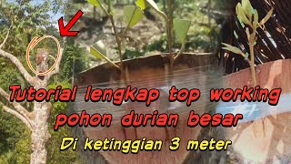 Cara top working pohon durian besar PART 1