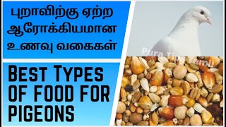 புறாக்களுக்கு ஏற்ற சிறந்த உணவு வகைகள் | Types of Foods for Healthy Pigeons || Pura Tips Tamil