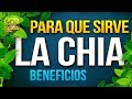 Para Que Sirve La Chia - Propiedades, Beneficios Y Contraindicaciones De La Chia